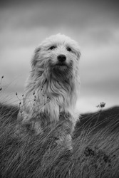 A vertical portrait of a white cute Bobtail dog standing in the grass in grayscale