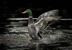 The beautiful grayscale shot of duck in a water