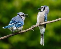 A closeup shot of blue jays perched on a tree branch