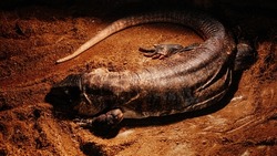 A closeup shot of a big reptile in the sand in a museum