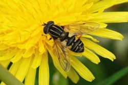 Closeup on a Hayling Billy hoverfly, Helophilus pendulus on a yellow dandelion, Taraxacum officinale,  flower