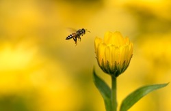 A closeup of a bee approaching the yellow common marigold flower bud (Calendula officinalis)