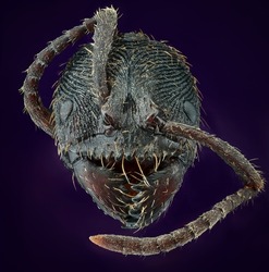 Head Detail of Tooth Ant Odontoponera SP, Arthropoda Phylum, Ponerinae Subfamily, 10X magnification Macro Front view