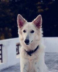 A vertical shot of a white Swiss Shepherd dog with an innocent glance