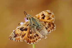 Closeup on the brown tufted, marbled skipper butterfly Carcharodus flocciferussitting with open wings in Southern France