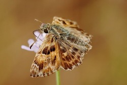 Closeup on the brown tufted, marbled skipper butterfly Carcharodus flocciferus sitting with open wings in Southern France