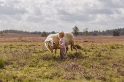 A dreamy shot of an adorable Caucasiantoddler girl petting a sheep on a farm