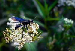 A selective focus of a Great Black Wasp perched on white milkweeds (Asclepias) flower in garden