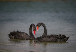 Two black swans in the pond