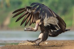 A vulture with open wings approaching the ground