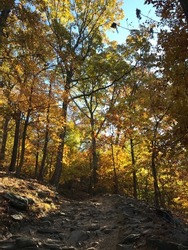 A beautiful forest with high dense trees on Maryland Height Trails, Harper's Ferry, USA