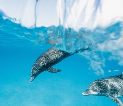 Two cute Atlantic spotted dolphins swimming in the blue ocean in the Bahamas