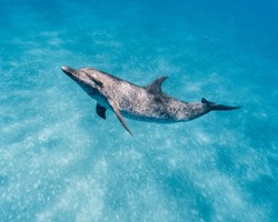 A cute Atlantic spotted dolphin swimming in the blue ocean in the Bahamas