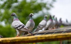 A closeup shot of two Feral pigeons with blurred background of trees