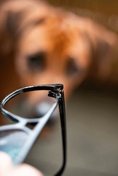 A vertical selective focus shot of a hand holding a broken pair of glasses near a guilty dog