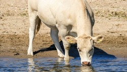 A closeup of a white Charolais cattle, Bos taurus taurus drinking water from the sea