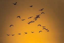 A group of great cormorant birds flying in the beautiful sky