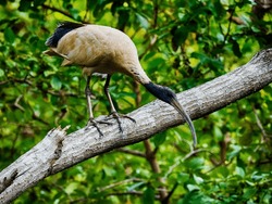 A closeup shot of black-heated Malagasy sacred ibis