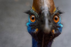 A closeup shot of a Southern cassowary bird in Tully Gorge National Park, Australia