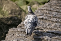 A back shot of a Rock dove