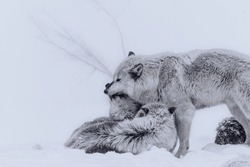 A majestic gray wolf and her cub stand on a snow-covered ground in front of a large fallen tree, creating a captivating scene in a wintery landscape