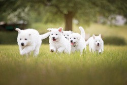 Cute white puppies running in grass. White shepherd puppies. Berger Blanc Suisse. Cute dogs. Puppies in action.