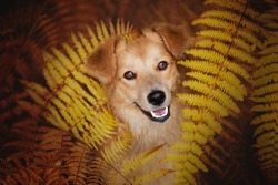 Beautiful brown dog looks from brown leaves. Dog in autumn. Dog portrait.