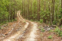 Dirt road in the jungle.