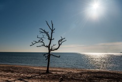 A single death tree by the beach under the glaring  Sun.