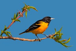 A side view of a male Baltimore oriole bird standing on a branch, with blue sky in the background