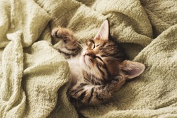 a small cute kitten is sleeping on a green blanket