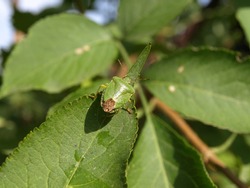 Green shield bug (stink bug) is hardly visible among the leaves thanks to camouflage color