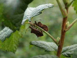 A brown shield bugs (stink bugs) on a raspberry bush suck the sap of plants
