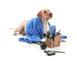 Cute Labrador Retriever dog and set for grooming on white background