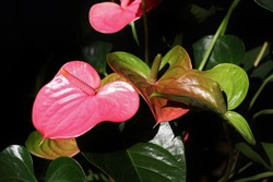 Anthurium Pandola flower, generally known as tailflower, flamingo flower and laceleaf. It is native to the Americas.