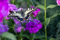 The swallowtail day butterfly from the family of sailboats or cavaliers Papilionidae opens its wings on the flowers of pink Turkish carnation.