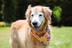 Old Golden Retriever dog in the park playing. Looking happy and smiling.