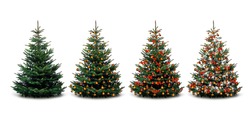Four Christmas trees - unadorned and decorated