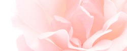 Blurred Rose background as a banner