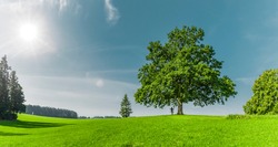 Green tree on on a green meadow