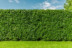 Beech hedge after a hedge trimming in summer