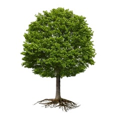 Green tree with rootstock isolated