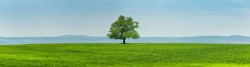 Old oak tree in a green meadow in front of a hilly mountain panorama