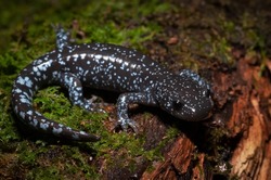 Bright blue spotted jefferson unisexual ambystoma salamander