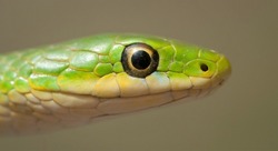 Rough green snake head macro portrait