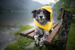 Dog with rain coat at the lake. Dog in the rain.