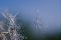 Dandelion seed with selective focus flying up to the sky with copy space. Freedom concept.
