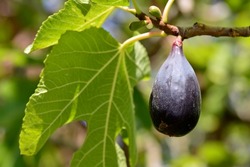 Detail of black fig figs, ficus carica, on its tree in summer