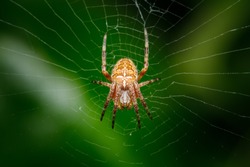 Closeup on a cross spider, also called european garden spider, diadem spider or pumpkin spider