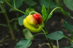 Pepper is ripening on the bush on the vegetable bed outdoors. Deformation of the surface in the growing phases. Peppers diseases. Sweet green fruit are turn red. Agricultural background
